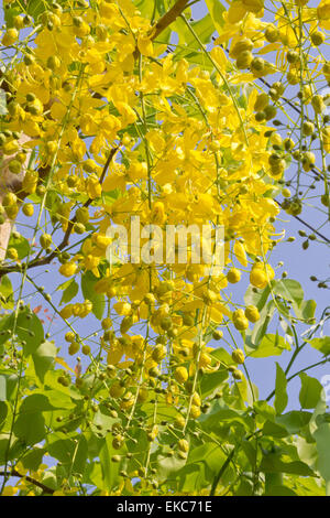 Cassia fistula known as Golden Shower flowers and blue sky background Stock Photo