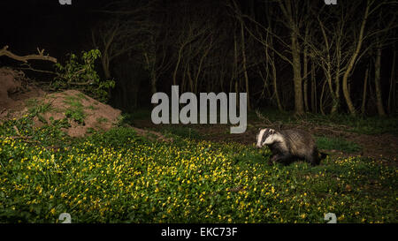 Badger (Meles meles) captured using camera trap in woodland with floor covered in Celandines and off camera flash. Pembrokeshire Stock Photo