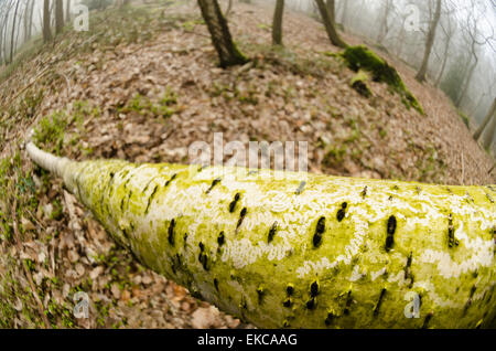 Abstract serrated v patterns made by slug snail rasping off and eating a fine layer of green algae on silver birch bark tree Stock Photo