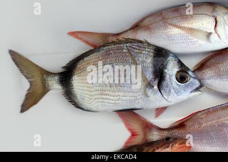 diplodus vulgaris fish two band bream Stock Photo
