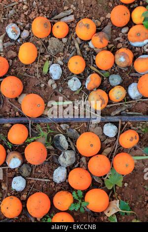 Rotten oranges fallen in floor market price is low Stock Photo