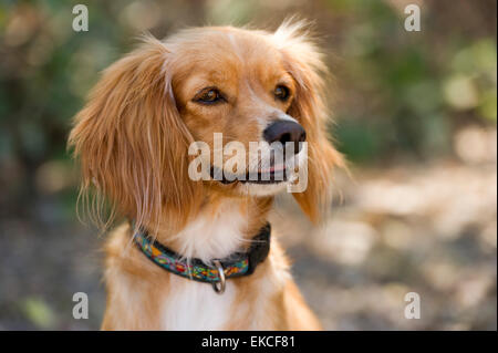 Cocker Spaniel Cross with big fluffy ears is looking curiously outdoors with a nicely blurred background. Stock Photo