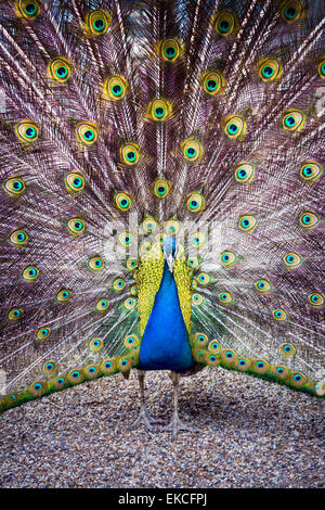 The peacock spreads its magnificent tail in the garden near Dolmabahce palace, Istanbul, Turkey. Stock Photo