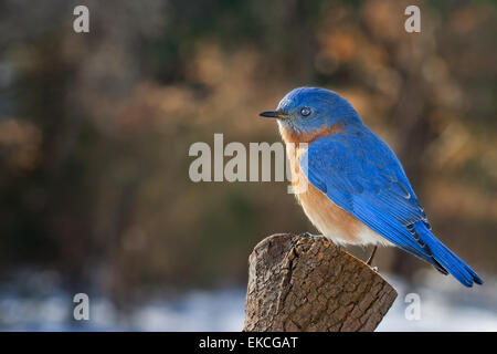 An eastern bluebird perched on a pine stump during the winter. Stock Photo