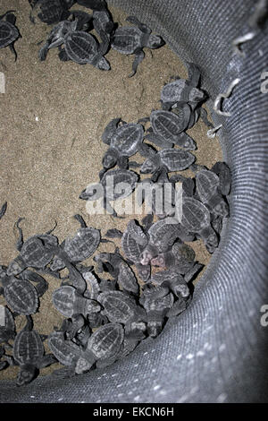 Olive Ridley sea turtle (Lepidochelys olivacea) hatchlings emerge from nest in Costa Rica Stock Photo
