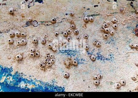 Fouling sea life on landed aged boat hull Stock Photo