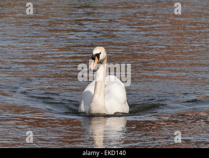 A Mute Swan (Cygnus Olor) Cob (male) on the water on the River Bure in Aylsham, Norfolk, England, UK. Stock Photo