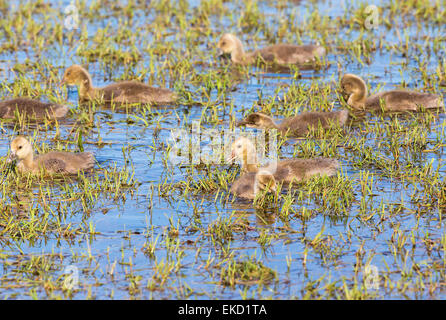 Greylag Goose  goslings swimming in the lake and eating grass Stock Photo