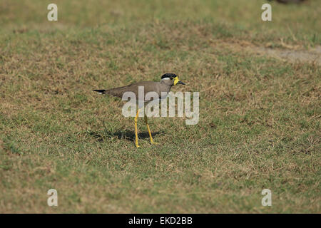 Yellow-wattled Lapwing (Vanellus malabaricus) Stock Photo