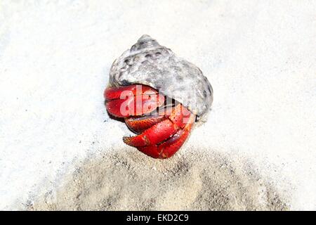 Red Legged Hermit Crab in Mexico beach sand Stock Photo