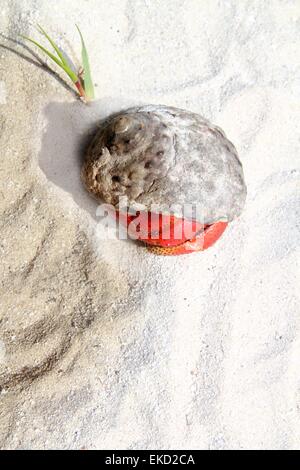 Red Legged Hermit Crab in Mexico beach sand Stock Photo