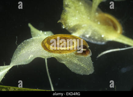 Little Whirlpool Ramshorn Snail - Anisus vorticulus Stock Photo