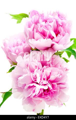 Pink Peony on a white background Stock Photo