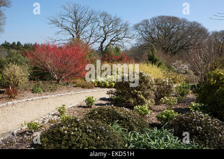 Japanese Maple Acer palmatum Sango kaku  in the winter garden at Pintum Park in Cornwall, on a spring day. Stock Photo