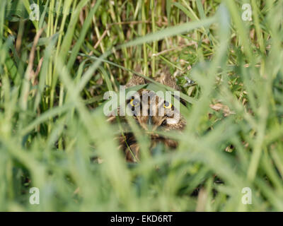 Short-eared Owl in the nest at the meadow Stock Photo