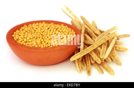 Golden Mustard with empty pods over white background Stock Photo