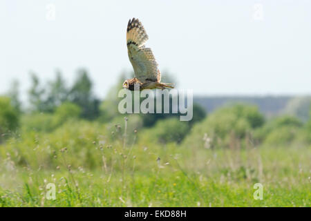 Short-eared Owl near the nest at the meadow Stock Photo