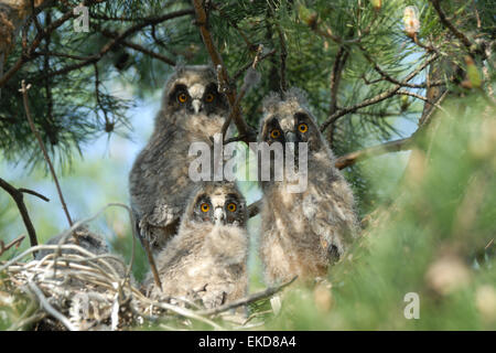 Three Long-eared Owl nestlings at the tree Stock Photo