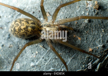 Top view close-up of a house spider (Tegenaria domestica). Stock Photo