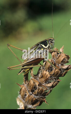 Roesel's Bush-cricket - Metrioptera roeselii Stock Photo