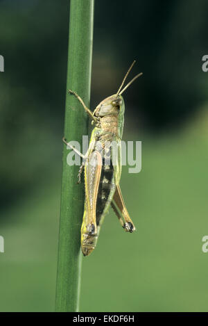 Meadow Grasshopper - Chorthippus parallelus Stock Photo