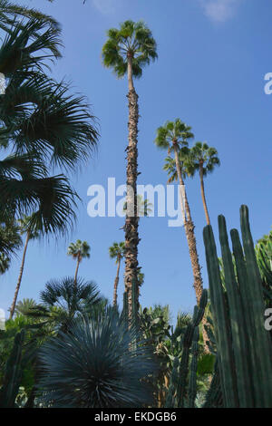 Tall palms at Majorelle Gardens in Marrakech, Morocco Stock Photo