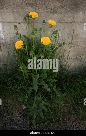 Tall dandelions, Kirkenes, Finnmark, Norway, Scandinavia, Europe Stock Photo