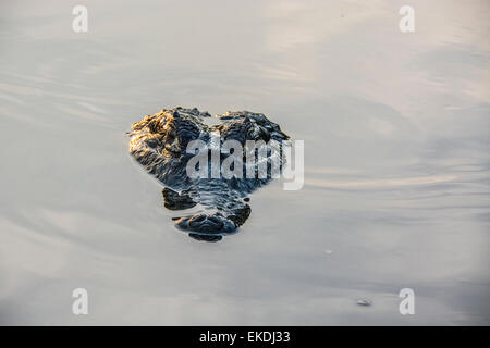 Sinister head of a Yacare Caiman, Caiman crocodilus yacare, in a river in the Pantanal, Mato Grosso, Brazil, South America Stock Photo