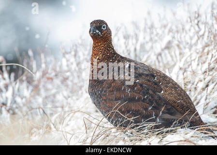 Red grouse (Lagopus lagopus scotica). Adult female on Scottish moorland during a snow shower Stock Photo
