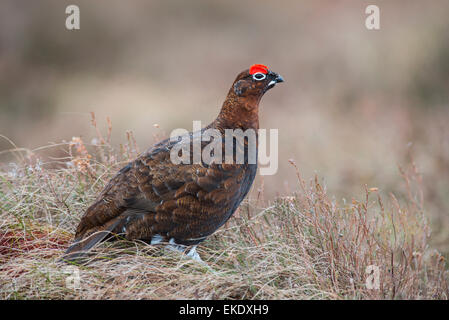 Red grouse (Lagopus lagopus scotica). Adult male on Scottish moorland. Stock Photo