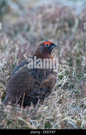 Red grouse (Lagopus lagopus scotica). Adult male on Scottish moorland. Stock Photo