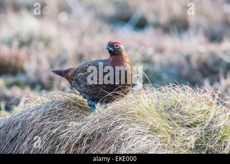 Red grouse (Lagopus lagopus scotica). Adult male on Scottish moorland. Stock Photo