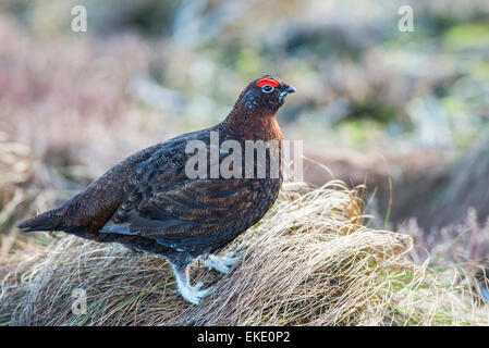 Red grouse (Lagopus lagopus scotica). Adult male on Scottish moorland. Stock Photo