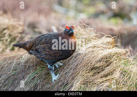 Red grouse (Lagopus lagopus scotica). Adult male on Scottish moorland. Stock Photo