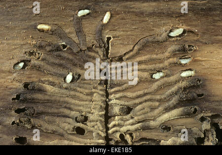 Bark Beetle pupae and galleries Stock Photo