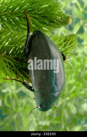 Silver Water Beetle - Hydrophilus piceus Stock Photo