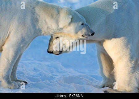 Polar bear (Ursus maritimus) male and female come together during mating season Stock Photo