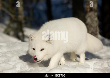 Arctic fox (Vulpes lagopus) searching for food in the snow in Winter Stock Photo