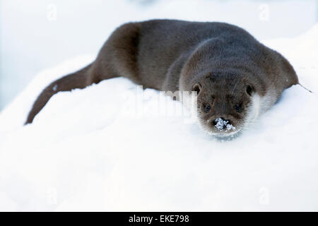 European Otter (Lutra lutra) drying its fur by playing and rubbing in the snow Stock Photo