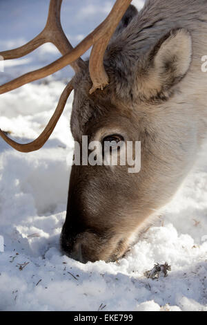 Reindeer Rangifer tarandus in the snow in Finnish Lapland Stock Photo ...