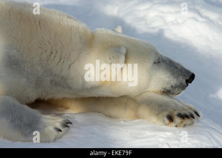 Polar bear (Ursus maritimus) male sleeping in the snow Stock Photo