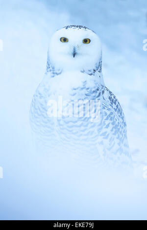 Snowy owl (Bubo scandiacus) sitting in the snow Stock Photo