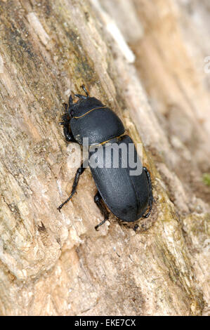 Lesser Stag Beetle - Dorcus parallelipipedus Stock Photo