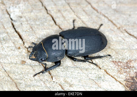 Lesser Stag Beetle - Dorcus parallelipipedus Stock Photo