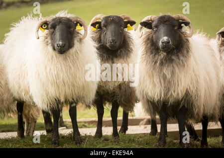 Three sheep with black faces - Mayo/Connemara Black-faced Sheep Stock Photo