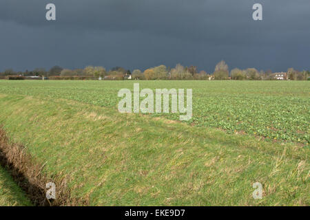 Flat field in Norfolk Stock Photo