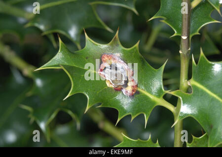 Holly Leaf Miner - Phytomyza ilicis Stock Photo