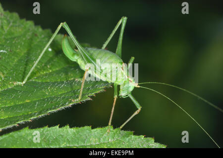 Speckled Bush-cricket - Leptophyes punctatissima Stock Photo