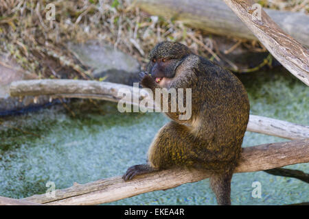 a swamp monkey (allenopithecus nigroviridis) sitting in a zoo posing ...