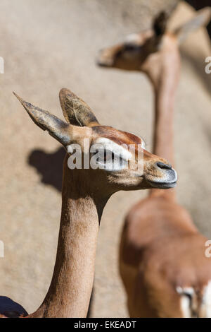 Gerenuk - litocranius walleri - close up head shot with another one in the background Stock Photo